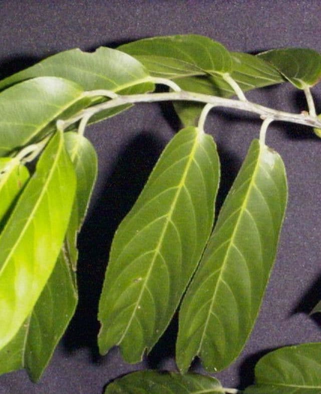 Laetia alta 20