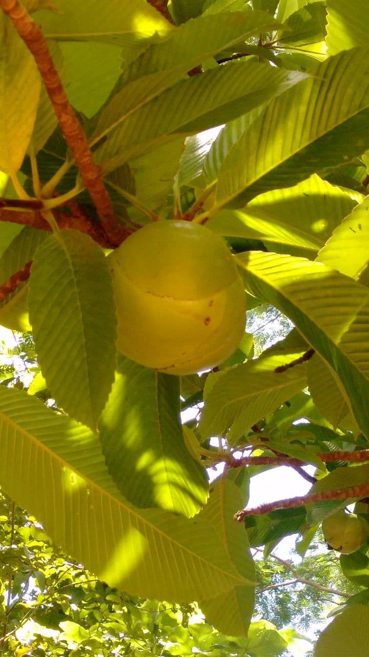Dillenia indica 8