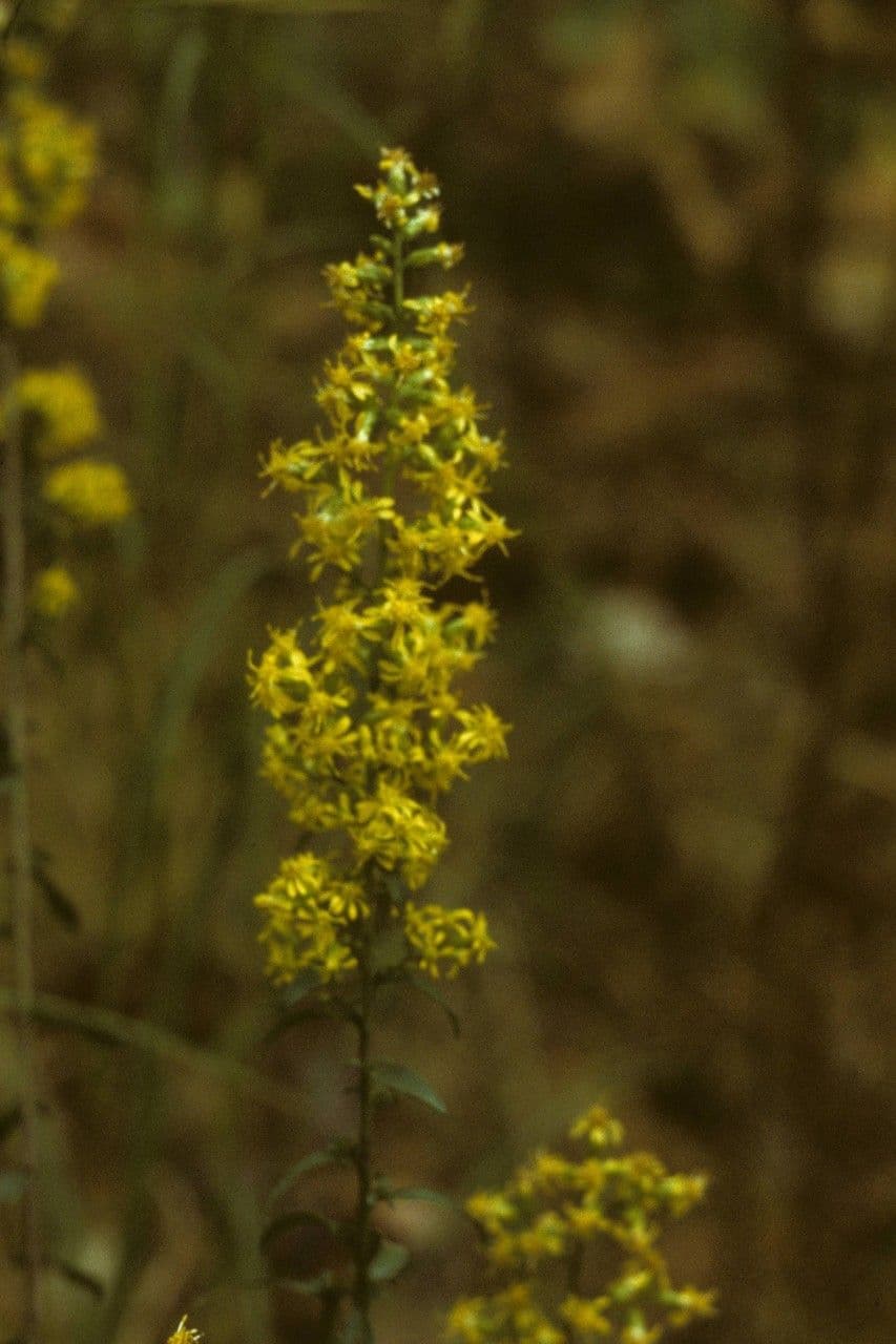 Verga d'oro 4