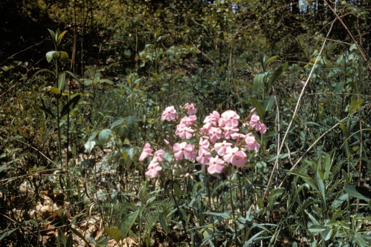 Phlox de Buckley 3