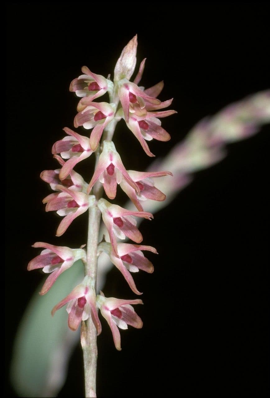 Bulbophyllum