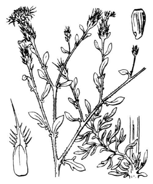 Centaurée diffuse 19