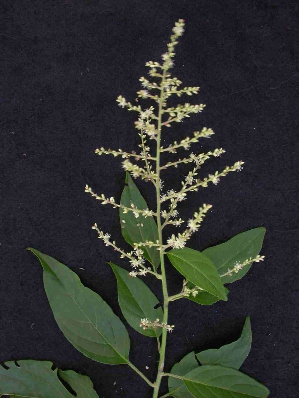Chamissoa Altissima 6