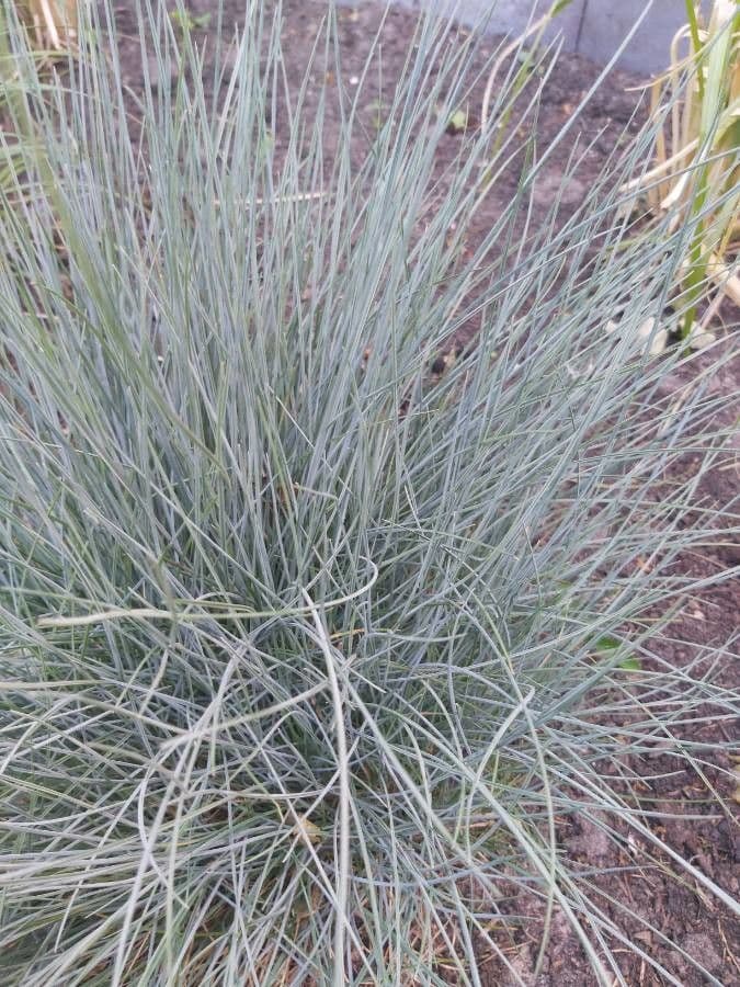Festuca blu 9