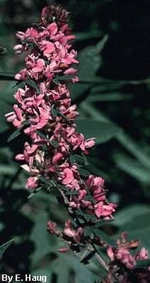 Lespedeza 3