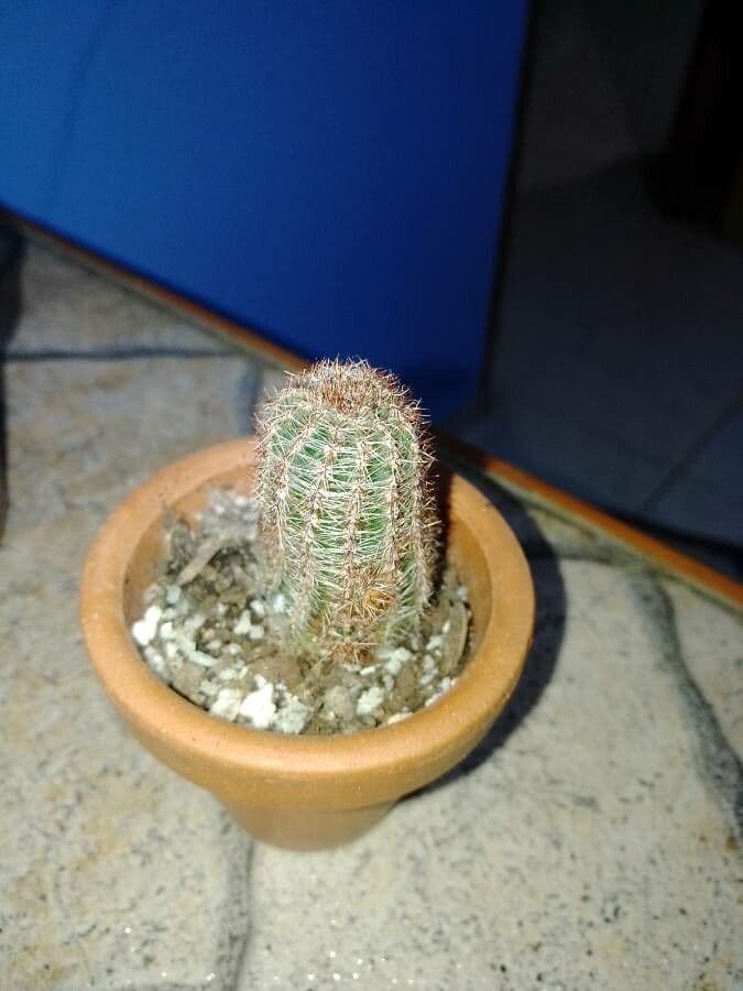 Cactus 5