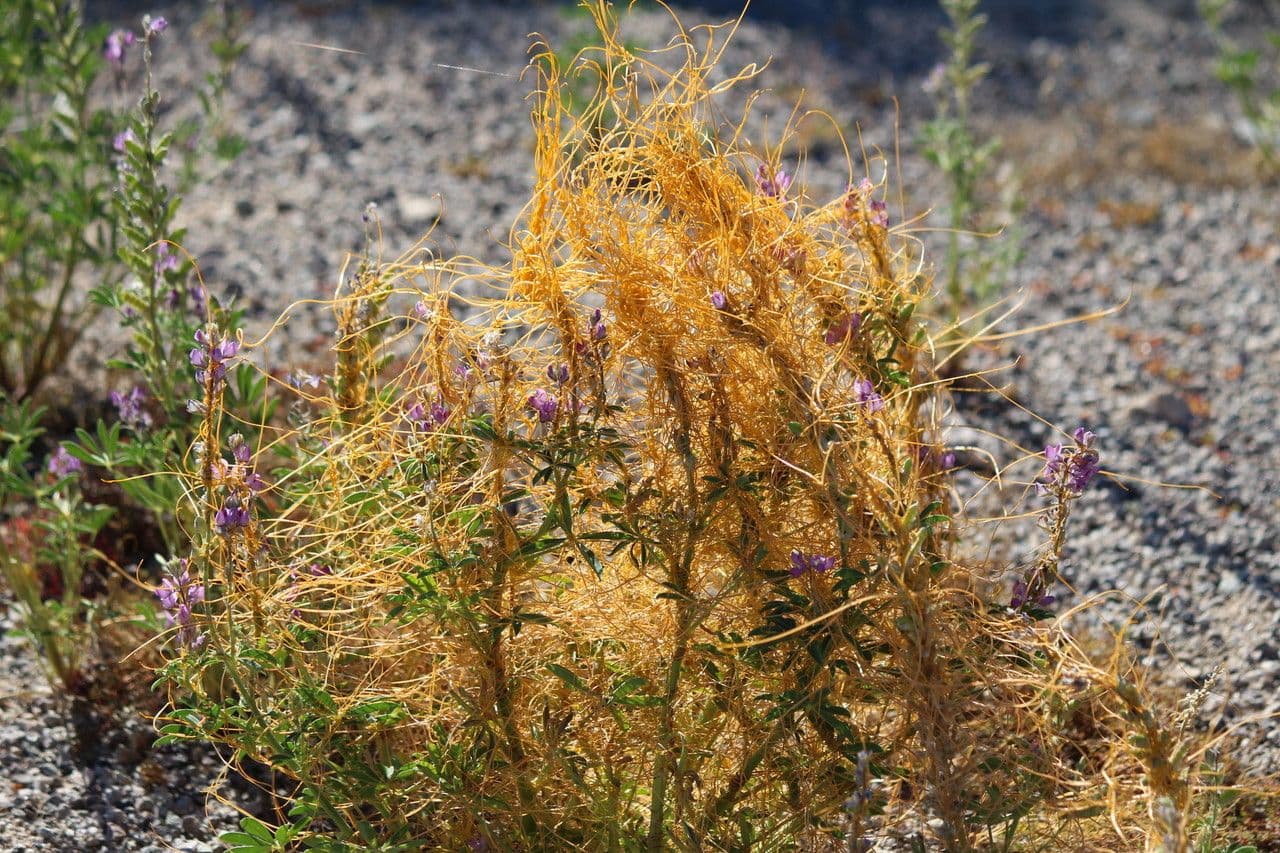 Cuscuta denticolata