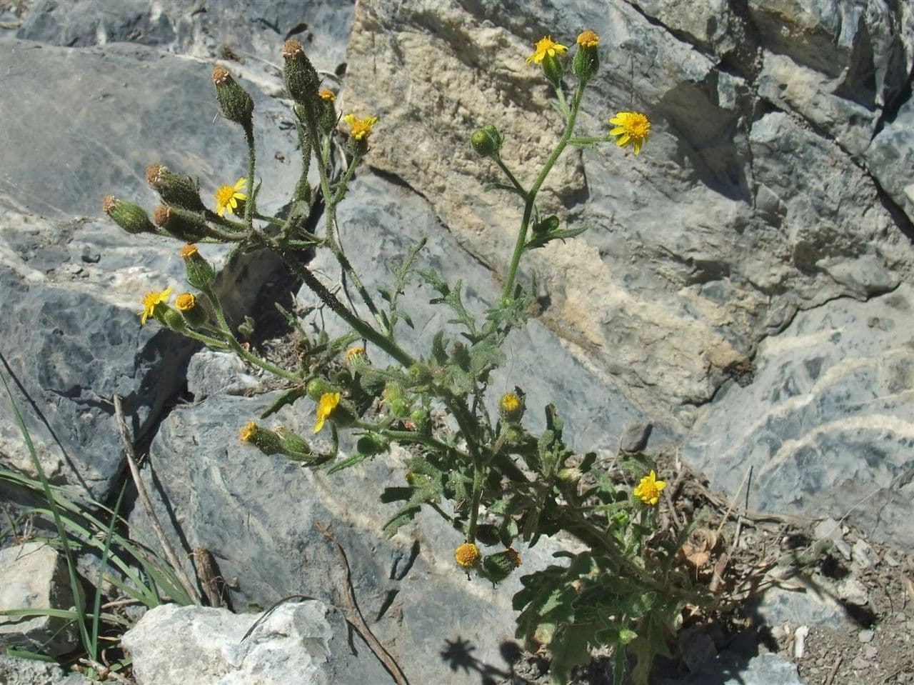 Séneçon visqueux 11