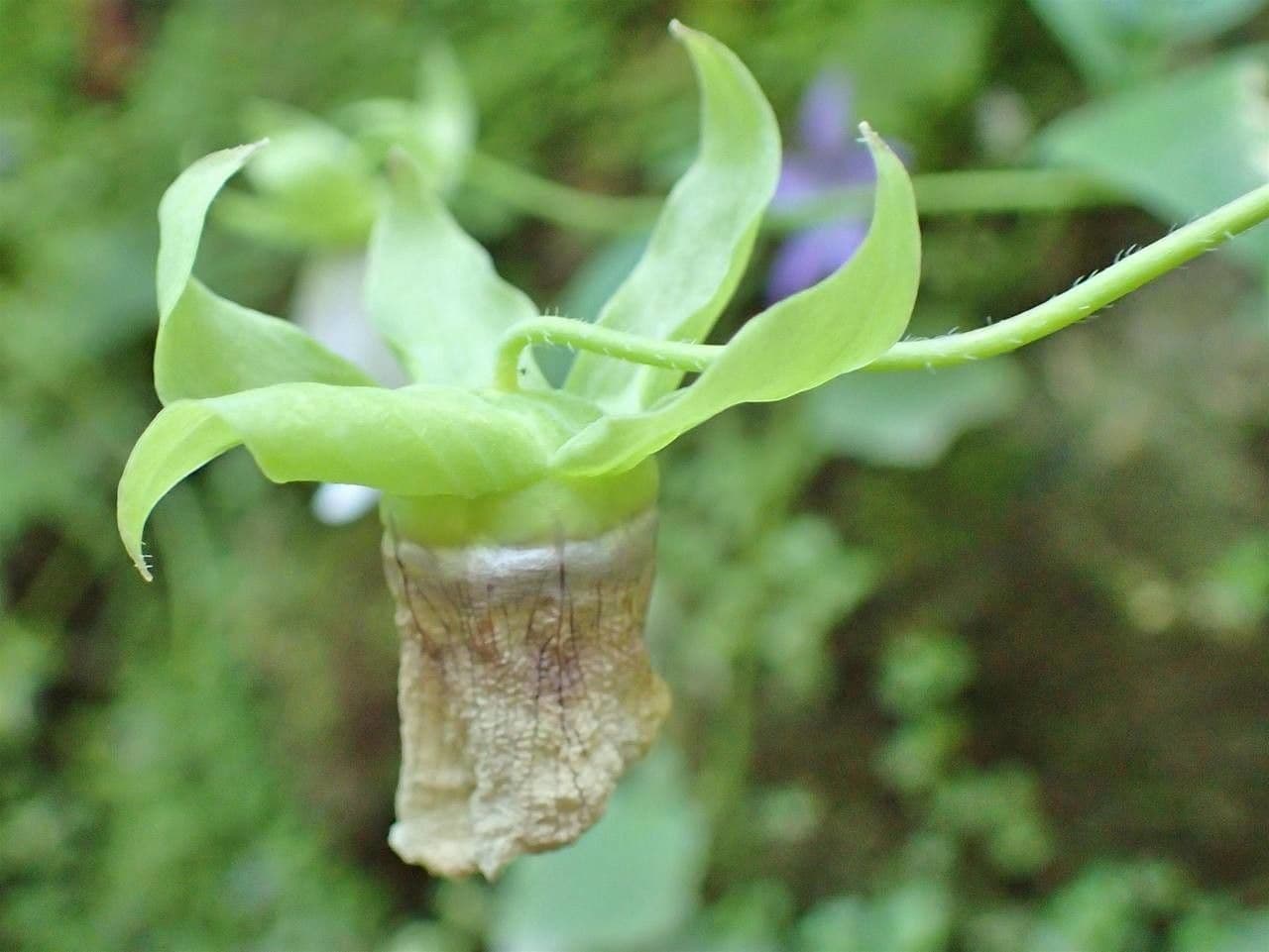 Codonopsis 7