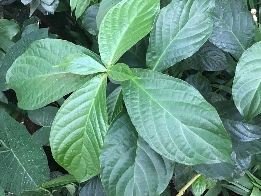 Ruellia 6