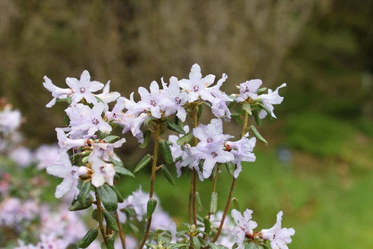 Rododendro 2