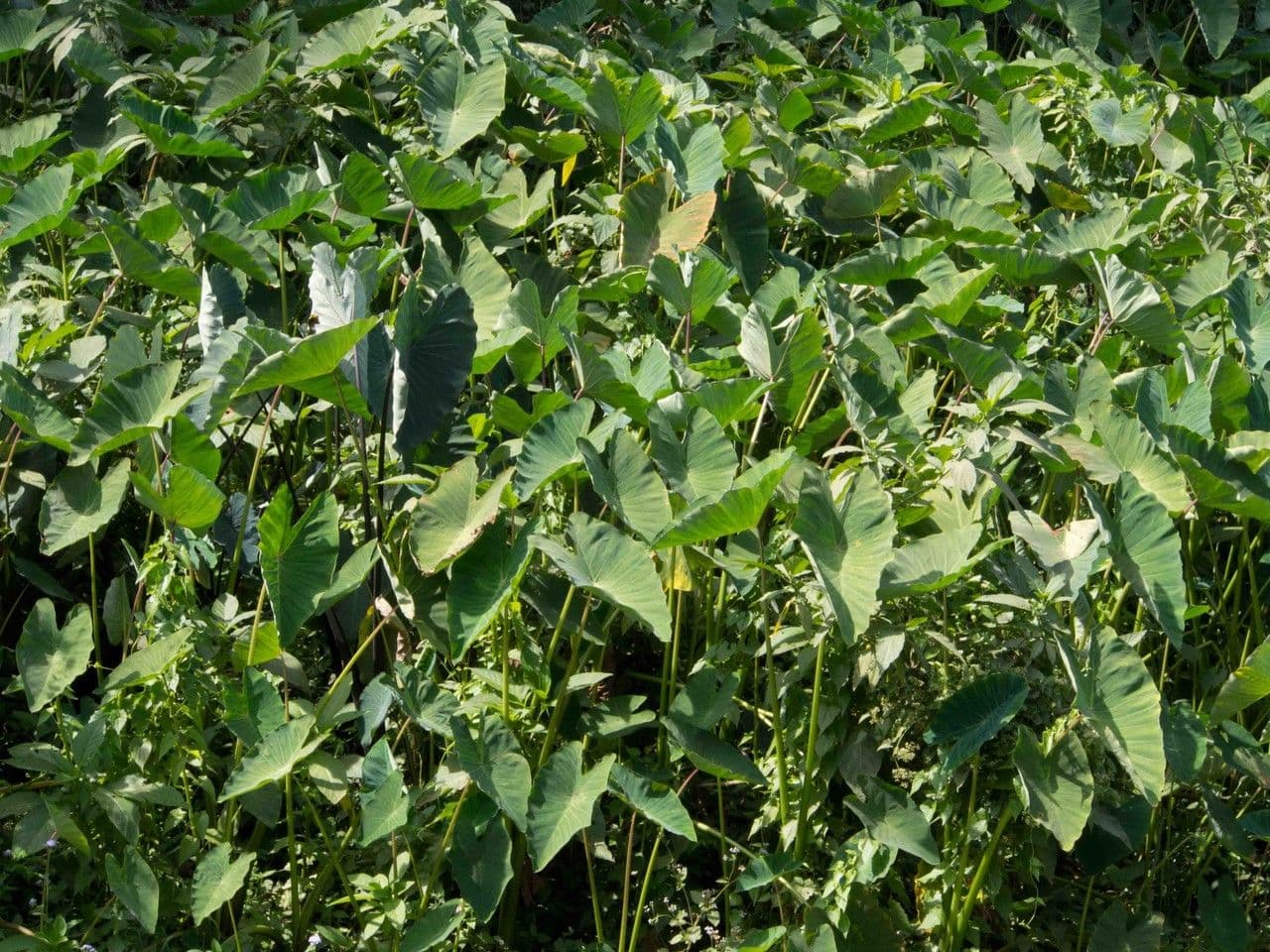 Taro 11