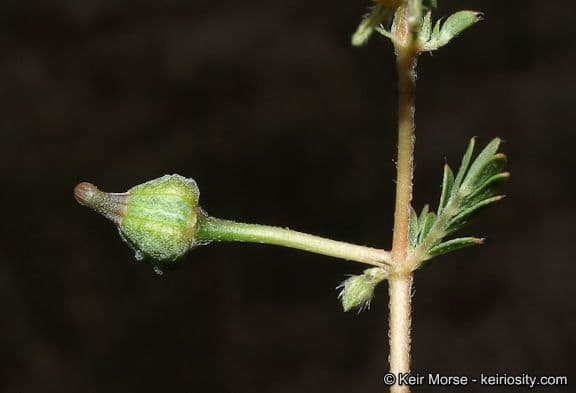 Kallstroemia californica 7