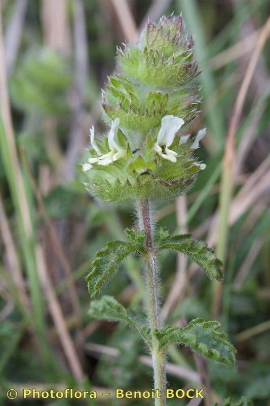 Sideritis hirsuta 22