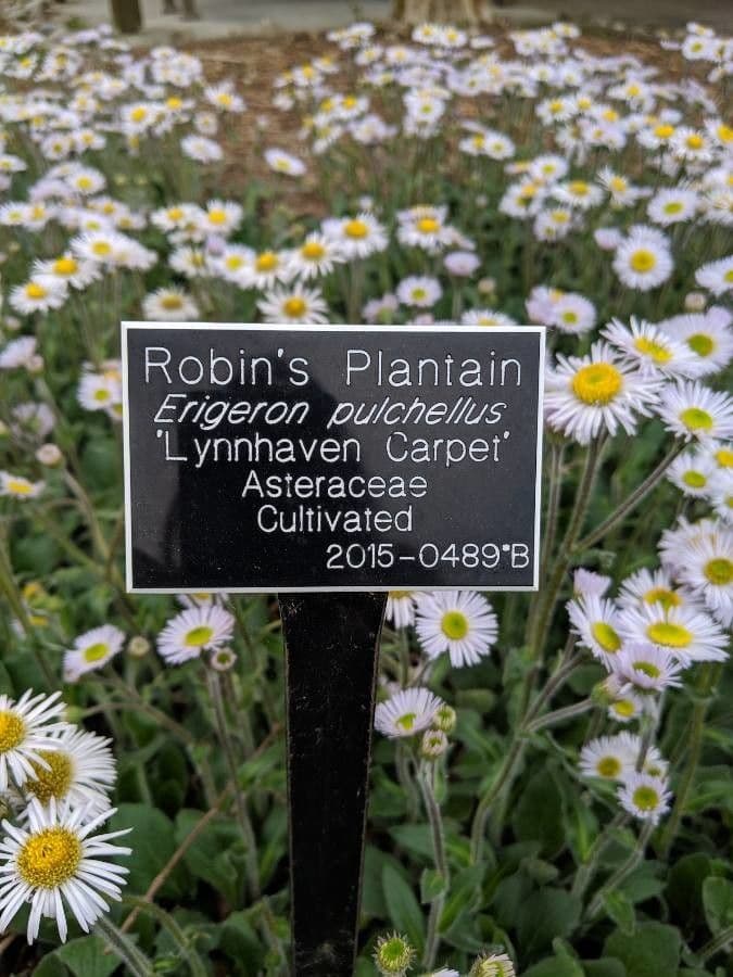 Erigeron 19