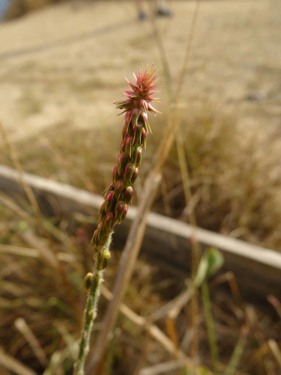 Achyranthes aspera 2