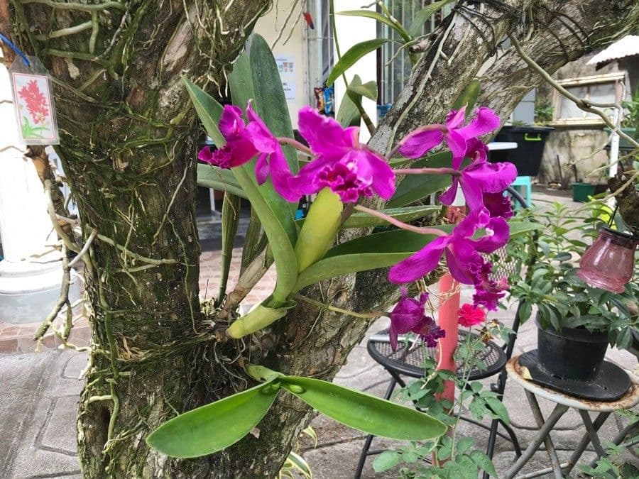 Lawrence-Cattleya 5