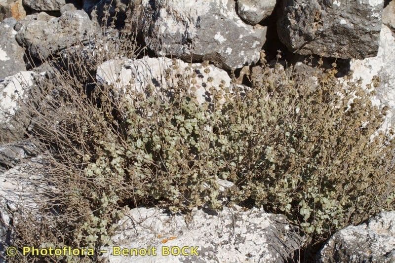 Phlomis lanata 17