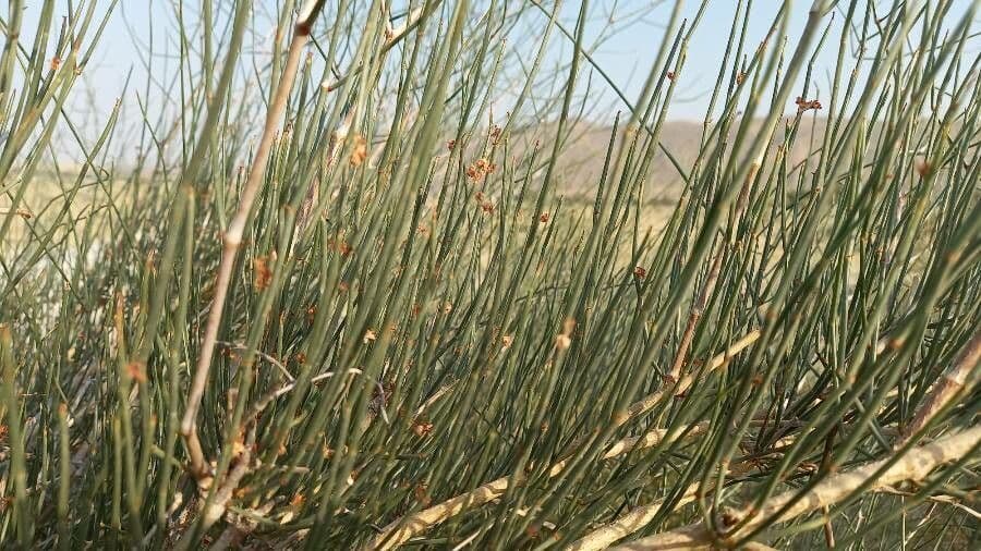 Calligonum 3