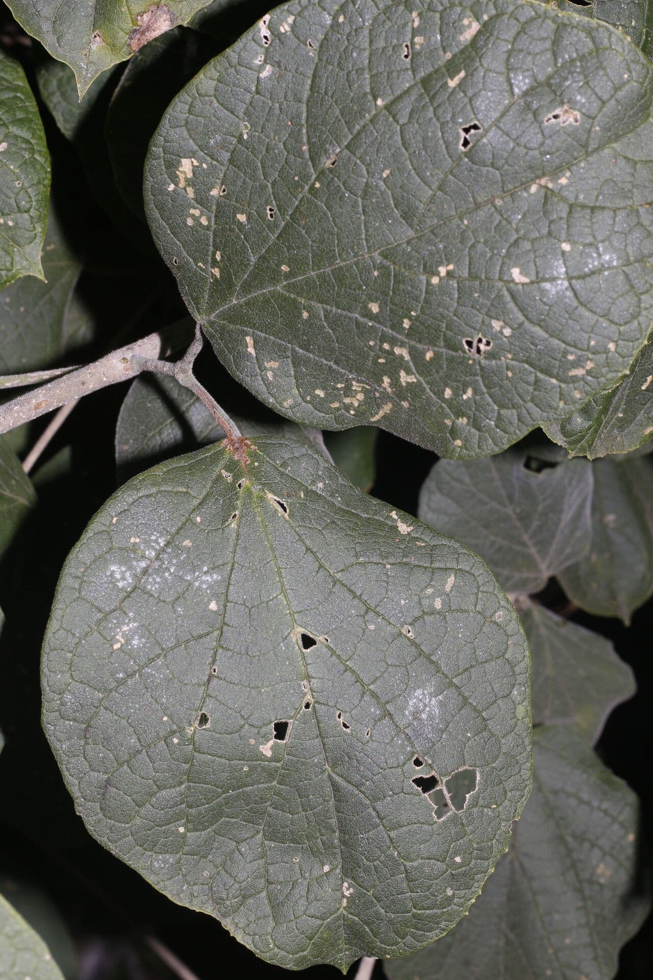 Fridericia 10