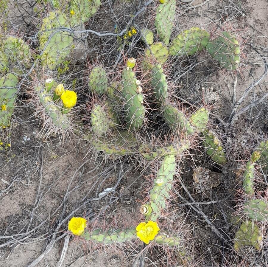 Prickly Pear 9