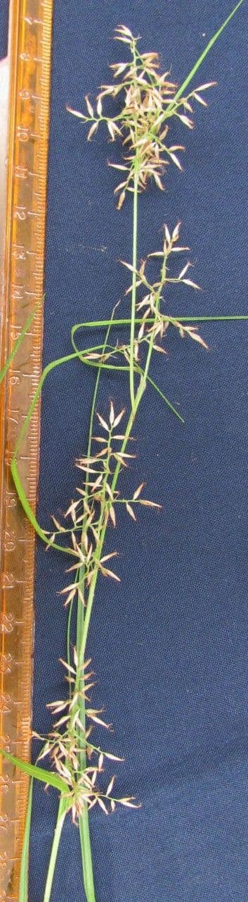 Rhynchospora