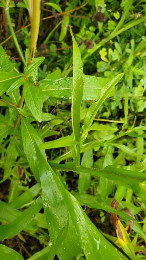 Helenium flexuosum 11