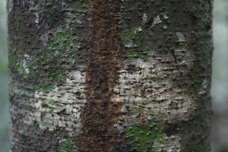 Ocotea 4