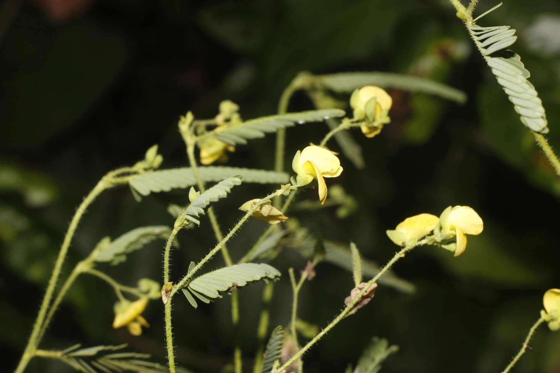 Aeschynomene sensitiva 8