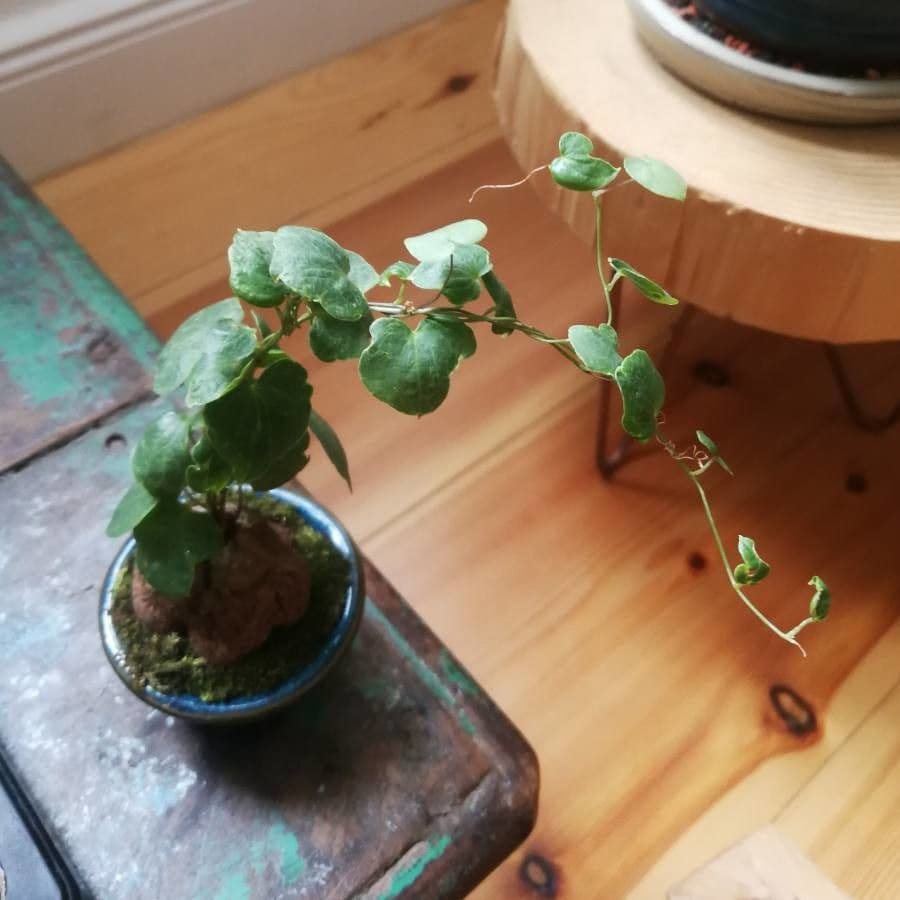 Dioscorea 17