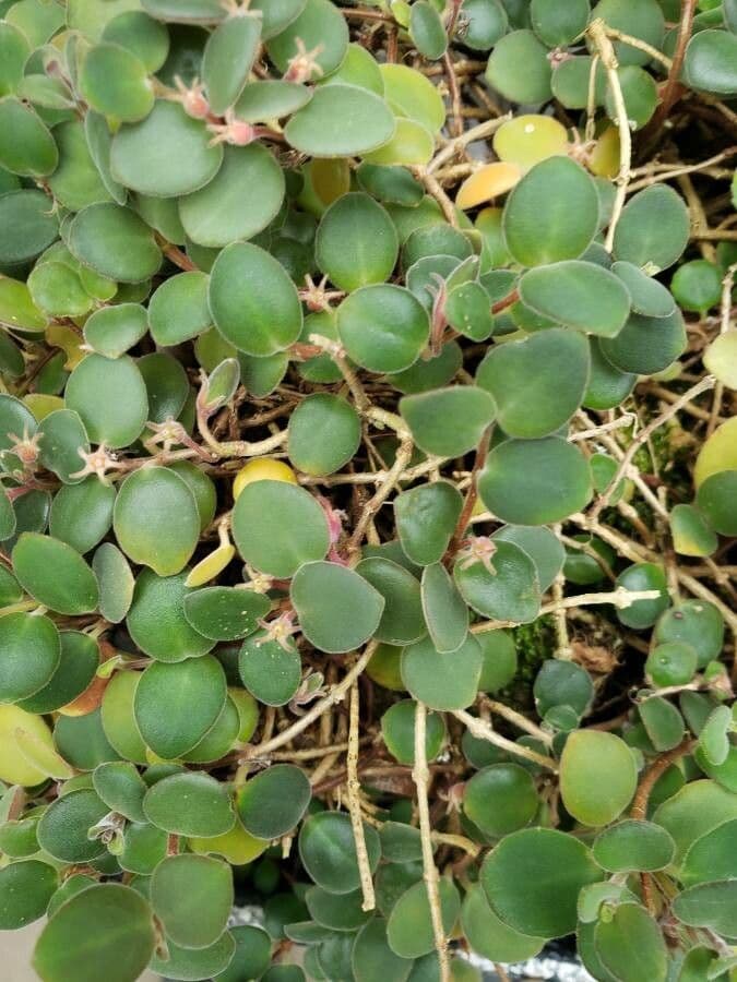 Codonanthe 6