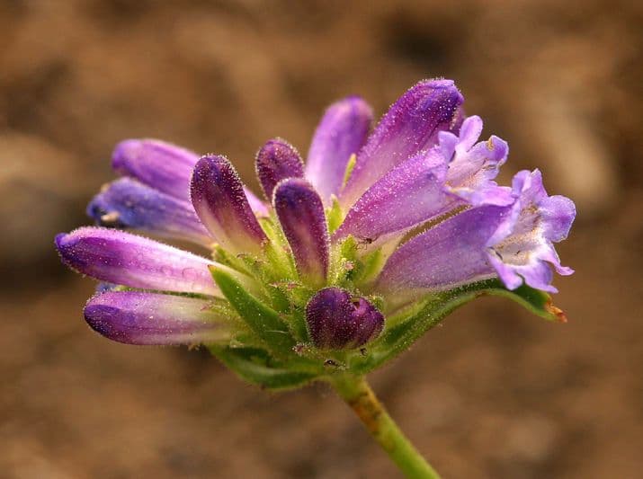 Penstemon 4