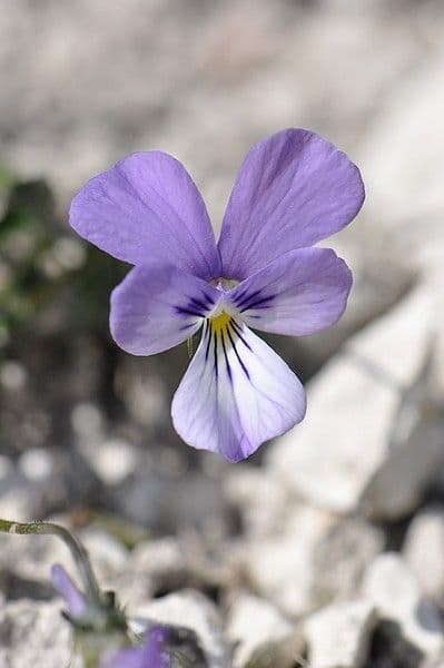 Viola aspra 6