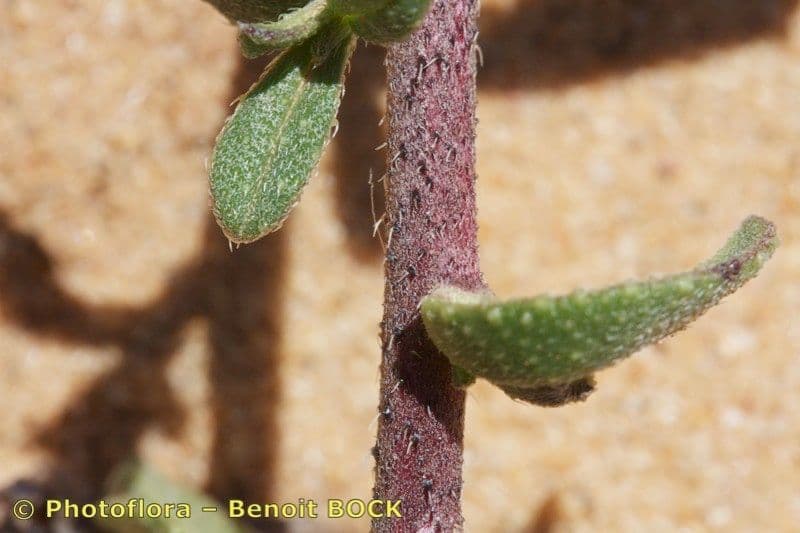Echium 10