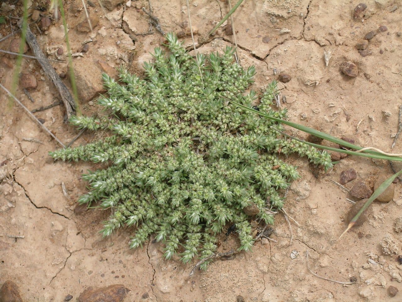 Cardionema 3