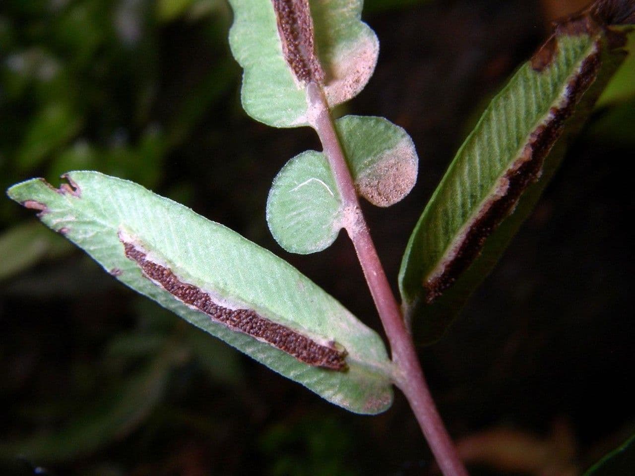 Blechnum gracile 5
