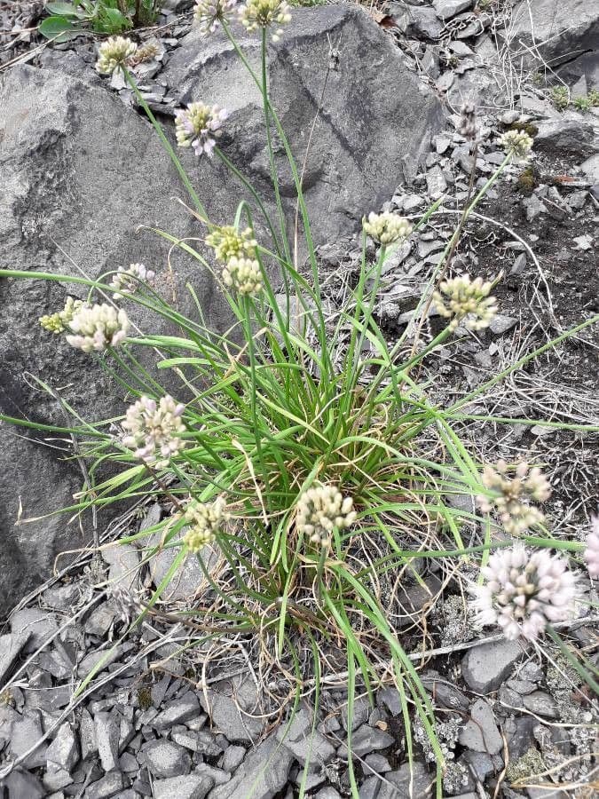 Aglio perenne 10