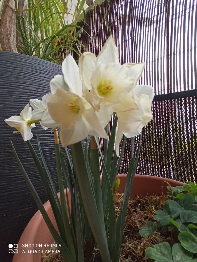 Narciso tazetta 5