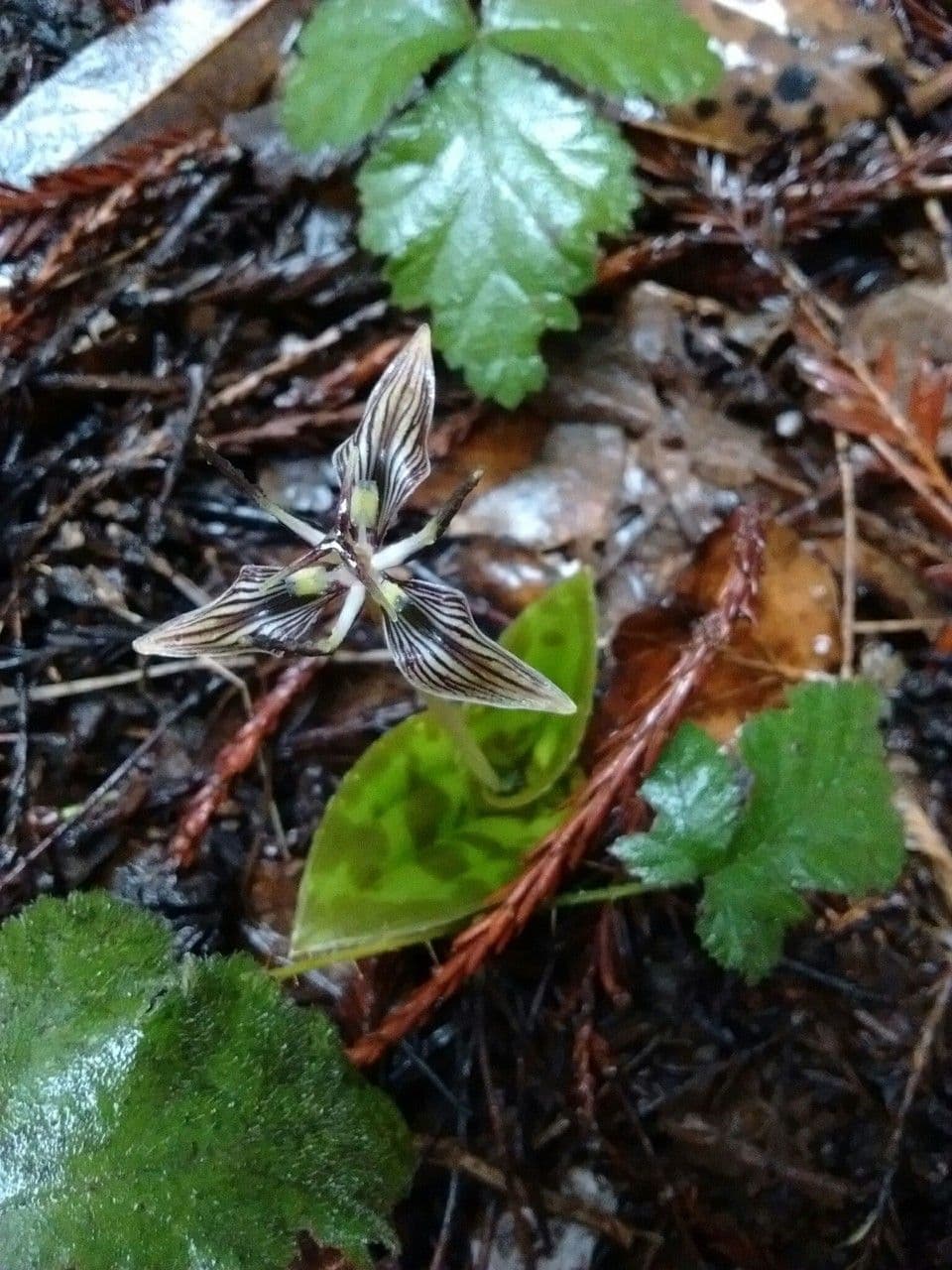 Scoliopus 2