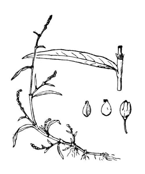 Poligono minore 24