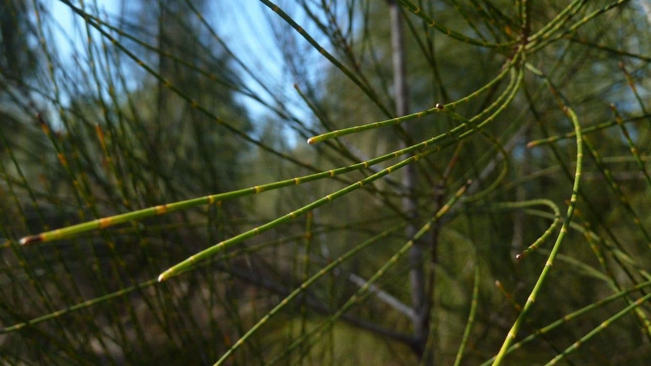 Allocasuarina glauque 12