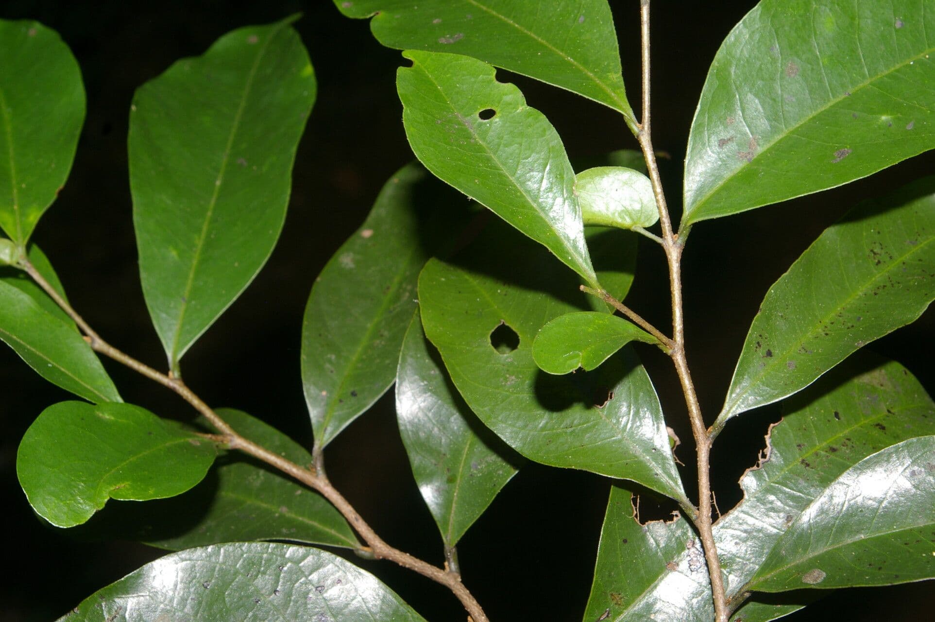 Desmopsis 8