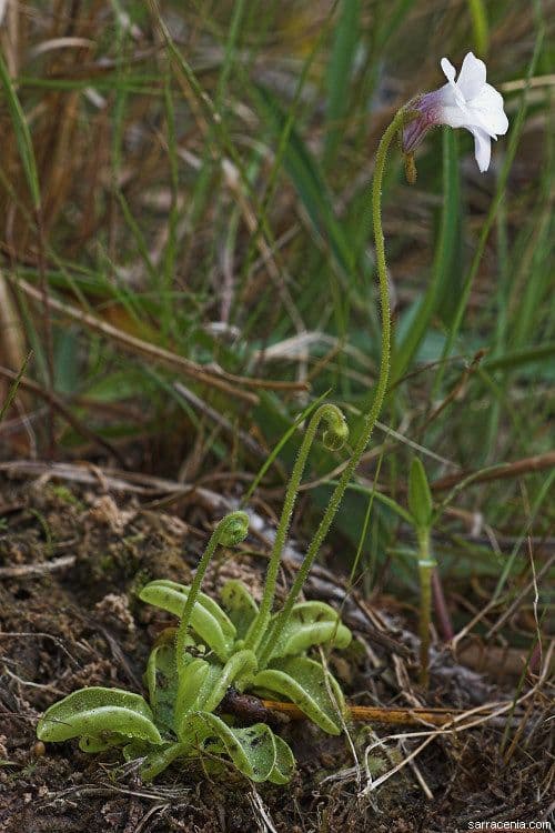 Pinguicula pumila 7