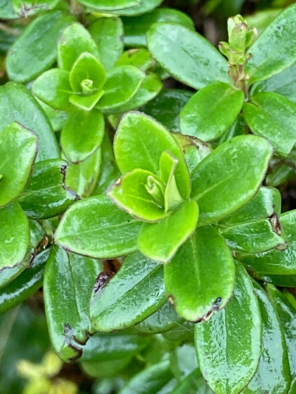Valeriana 5