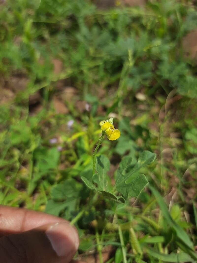 Vigna trilobata 2