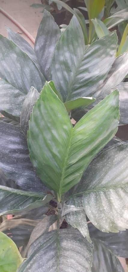Chamaedorea 5