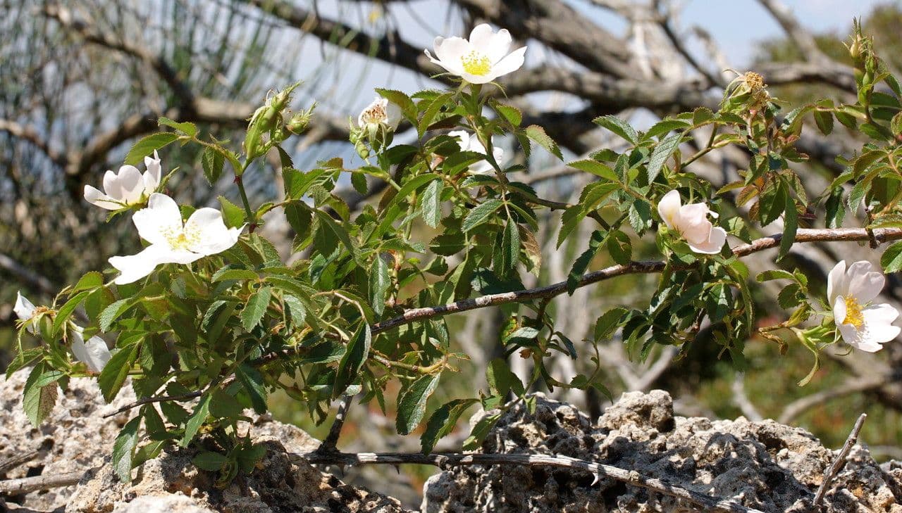 Acker-Rose 11