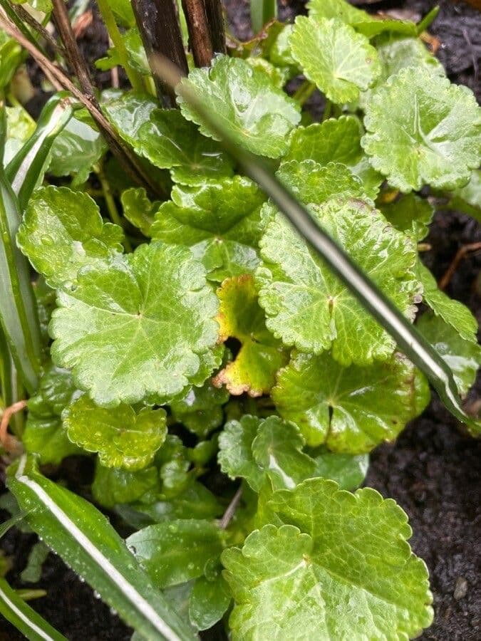 Hydrocotyle sibthorpioides 7