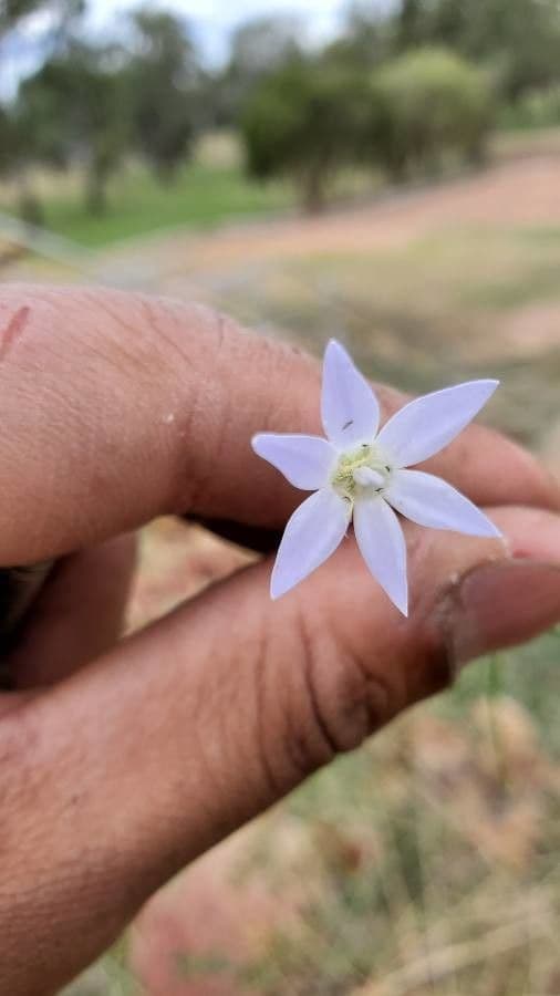 Wahlenbergia capillaris 5