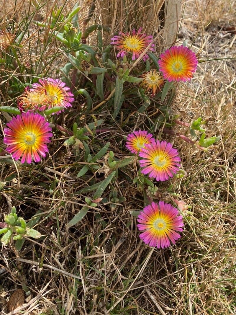 Pianta di ghiaccio 3